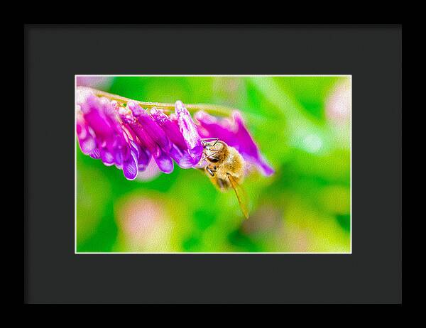 Macro Bee on a Purple Flower with Green Background - Framed Print