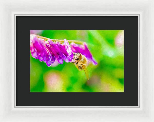 Macro Bee on a Purple Flower with Green Background - Framed Print