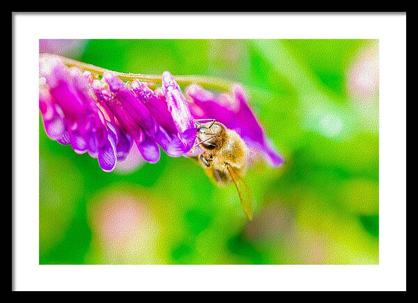 Macro Bee on a Purple Flower with Green Background - Framed Print