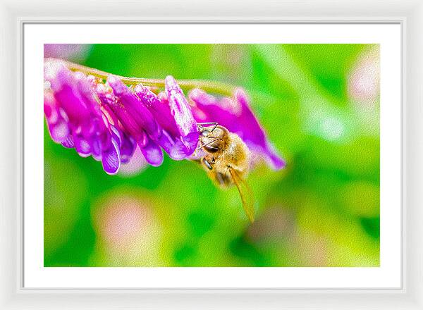 Macro Bee on a Purple Flower with Green Background - Framed Print