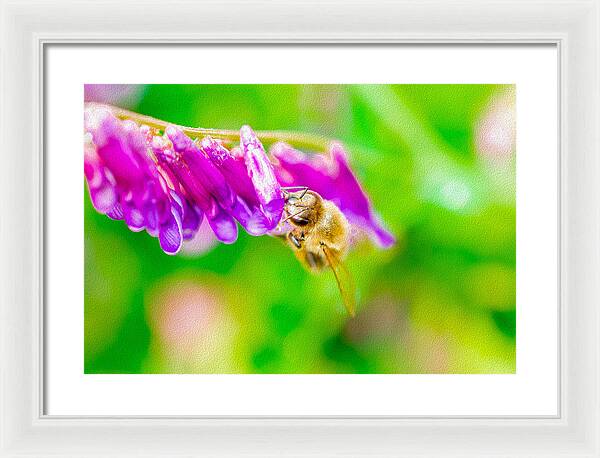 Macro Bee on a Purple Flower with Green Background - Framed Print
