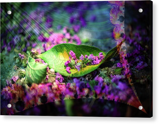 Magenta Petals Carefully Carried by a Leaf - Acrylic Print