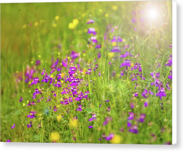 Magical Meadows with Purple and Yellow Flowers - Canvas Print