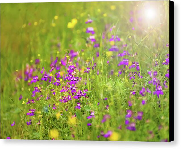 Magical Meadows with Purple and Yellow Flowers - Canvas Print