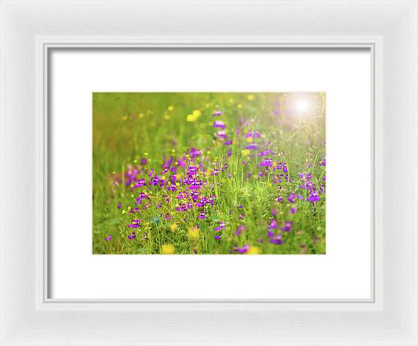 Magical Meadows with Purple and Yellow Flowers - Framed Print