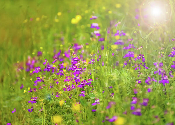 Magical Meadows with Purple and Yellow Flowers - Art Print