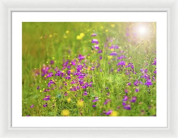 Magical Meadows with Purple and Yellow Flowers - Framed Print
