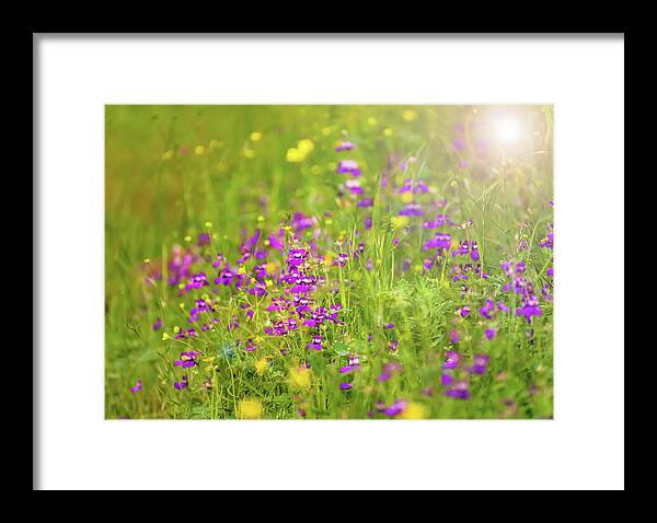 Magical Meadows with Purple and Yellow Flowers - Framed Print
