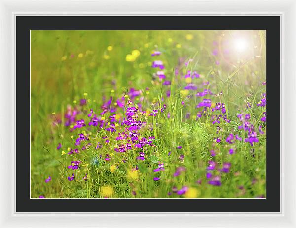 Magical Meadows with Purple and Yellow Flowers - Framed Print