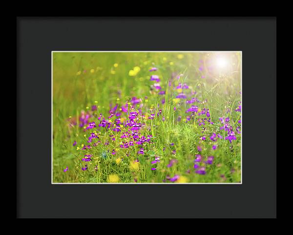 Magical Meadows with Purple and Yellow Flowers - Framed Print