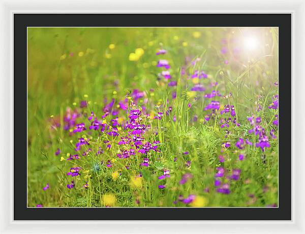 Magical Meadows with Purple and Yellow Flowers - Framed Print