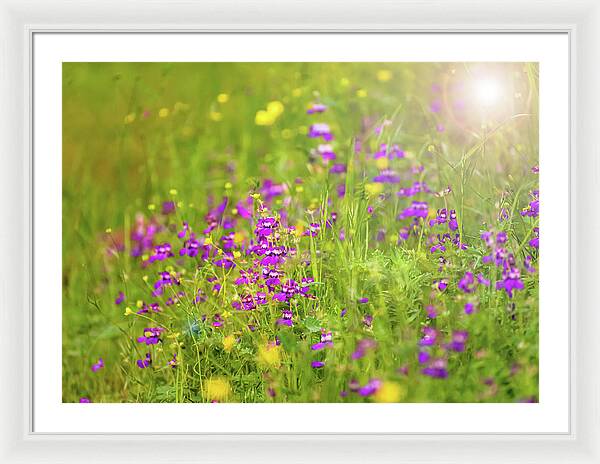 Magical Meadows with Purple and Yellow Flowers - Framed Print
