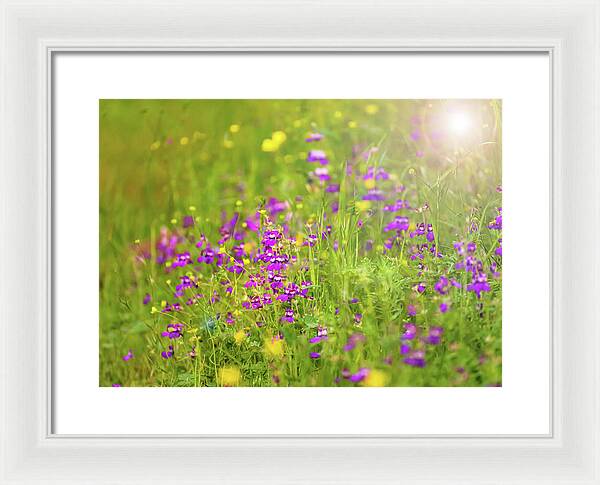 Magical Meadows with Purple and Yellow Flowers - Framed Print