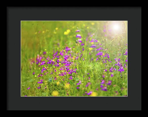 Magical Meadows with Purple and Yellow Flowers - Framed Print