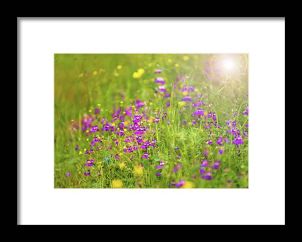 Magical Meadows with Purple and Yellow Flowers - Framed Print