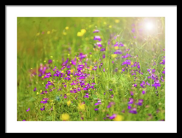 Magical Meadows with Purple and Yellow Flowers - Framed Print