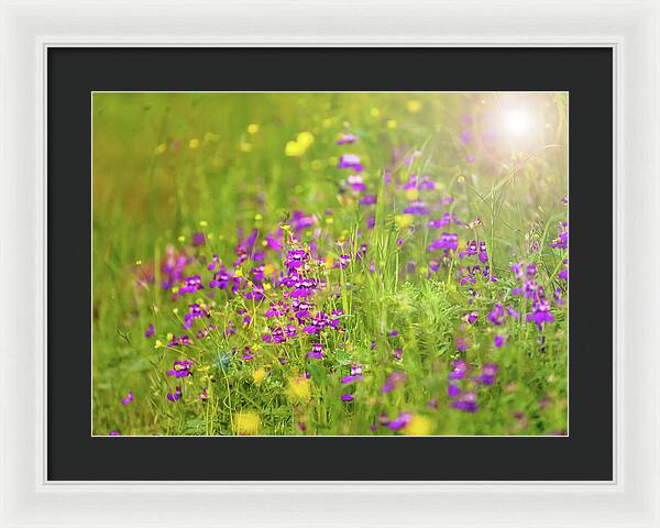 Magical Meadows with Purple and Yellow Flowers - Framed Print