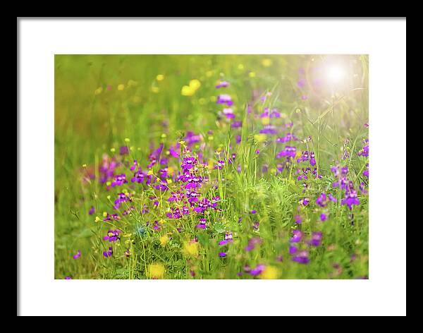 Magical Meadows with Purple and Yellow Flowers - Framed Print