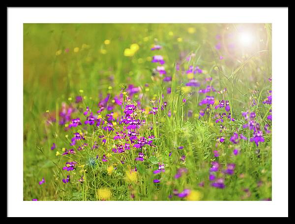 Magical Meadows with Purple and Yellow Flowers - Framed Print