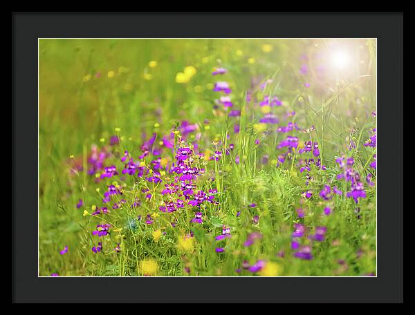 Magical Meadows with Purple and Yellow Flowers - Framed Print