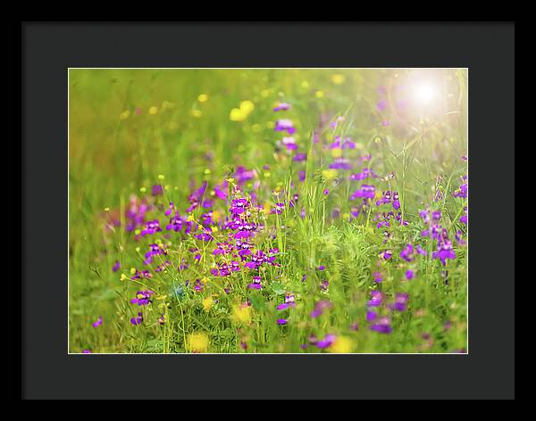 Magical Meadows with Purple and Yellow Flowers - Framed Print