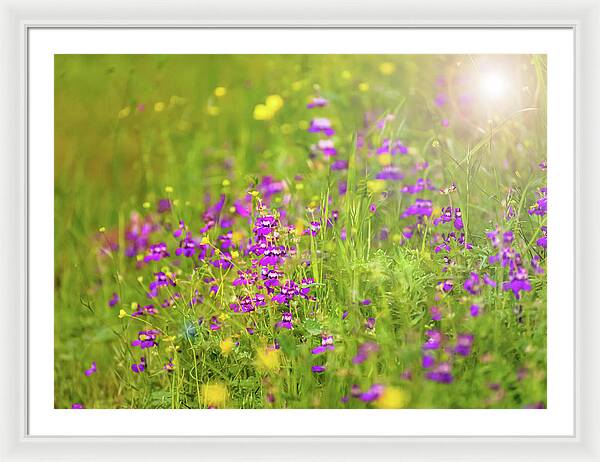 Magical Meadows with Purple and Yellow Flowers - Framed Print