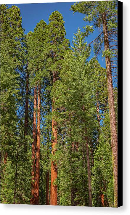 Mariposa Grove Wawona California - Canvas Print