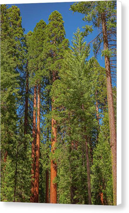 Mariposa Grove Wawona California - Canvas Print