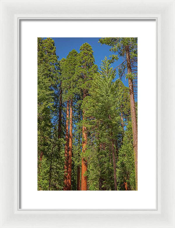Mariposa Grove Wawona California - Framed Print