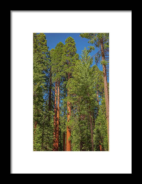 Mariposa Grove Wawona California - Framed Print
