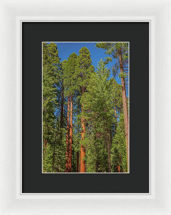 Mariposa Grove Wawona California - Framed Print