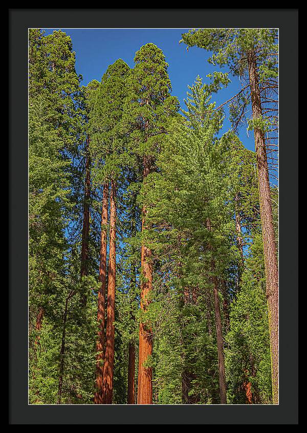 Mariposa Grove Wawona California - Framed Print