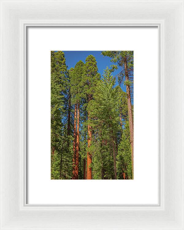 Mariposa Grove Wawona California - Framed Print