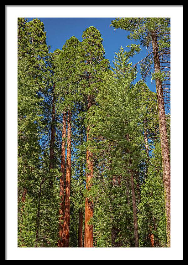 Mariposa Grove Wawona California - Framed Print