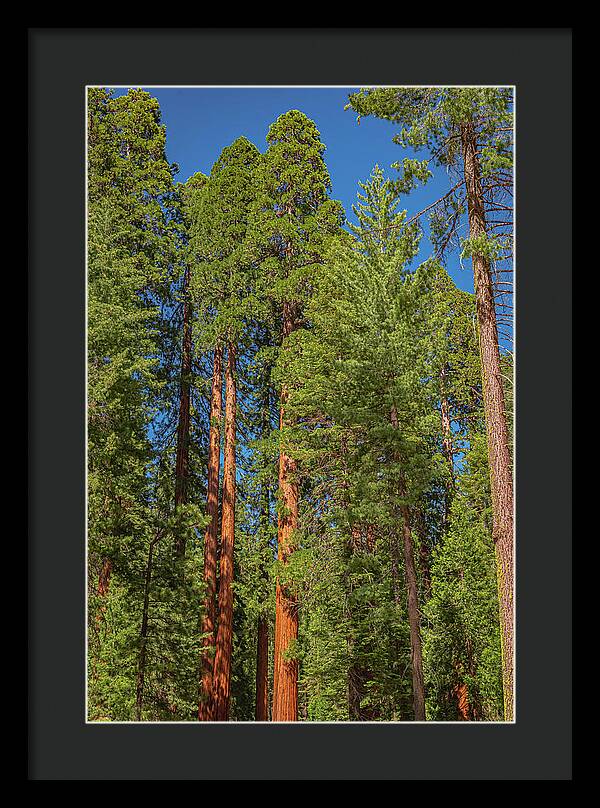 Mariposa Grove Wawona California - Framed Print