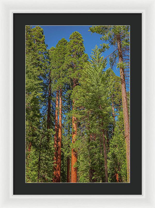 Mariposa Grove Wawona California - Framed Print