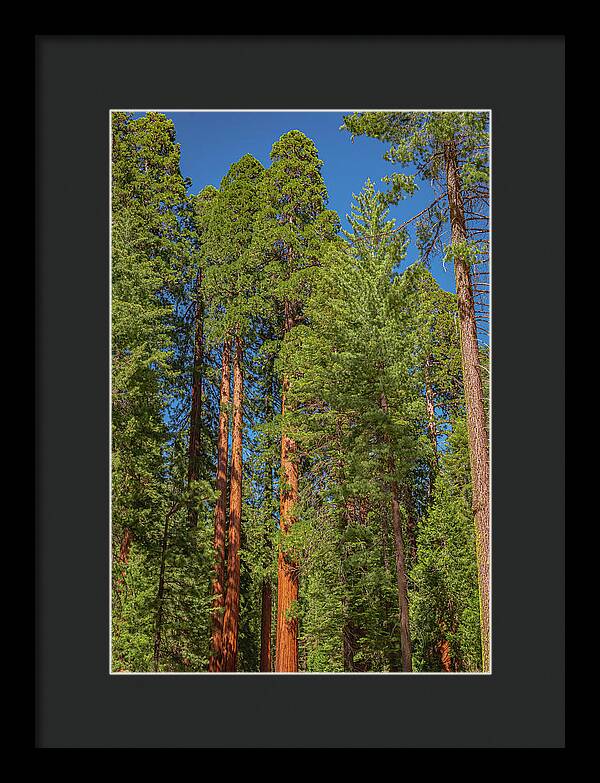 Mariposa Grove Wawona California - Framed Print