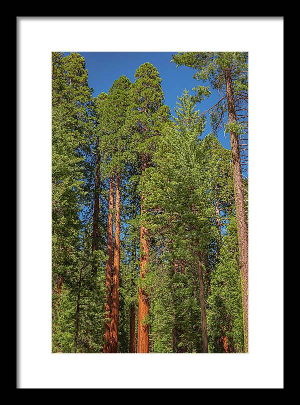 Mariposa Grove Wawona California - Framed Print