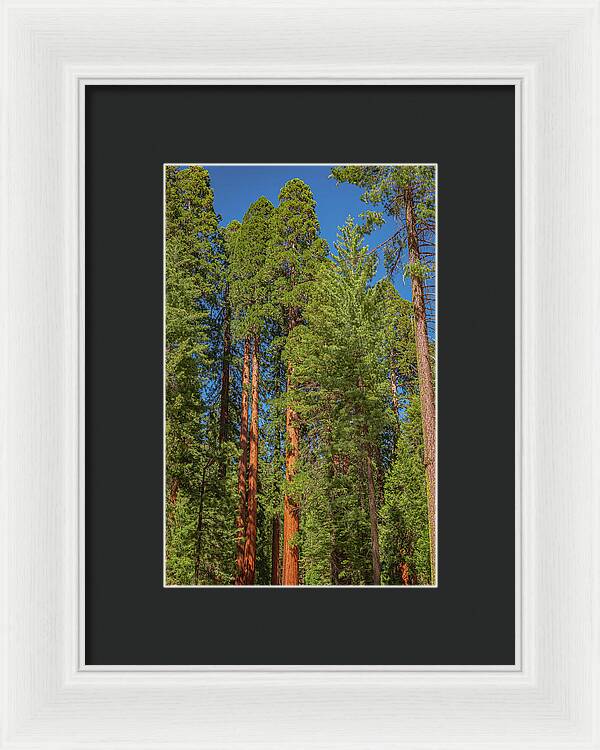 Mariposa Grove Wawona California - Framed Print