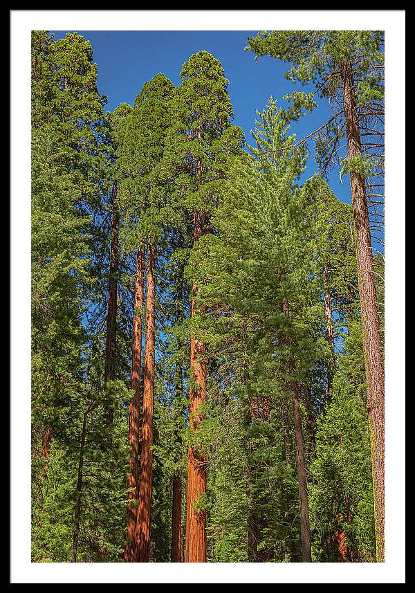 Mariposa Grove Wawona California - Framed Print