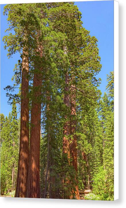 Natural Sequoias at Mariposa Grove - Canvas Print
