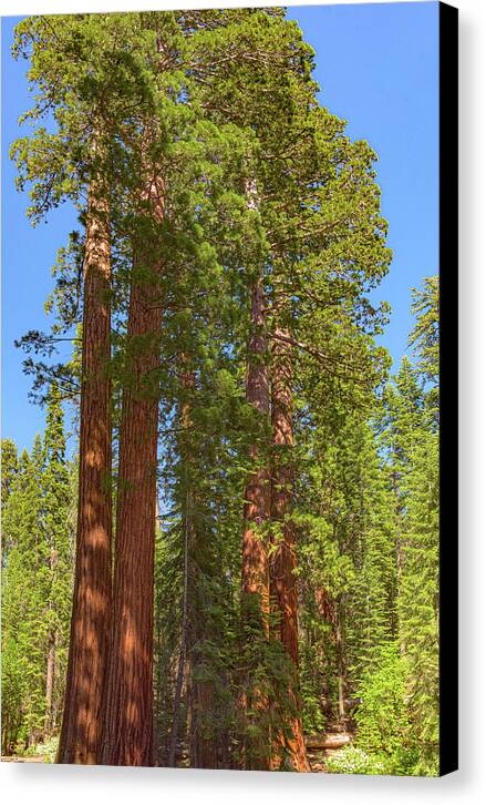 Natural Sequoias at Mariposa Grove - Canvas Print