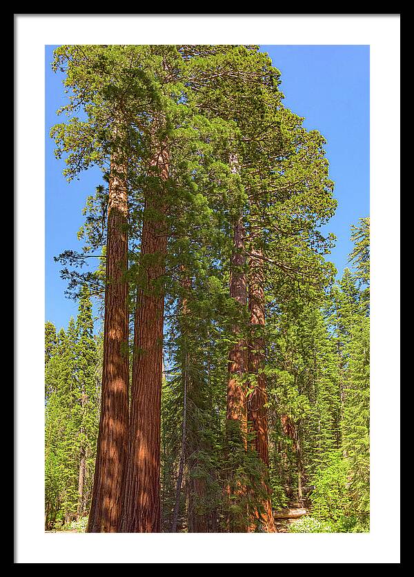 Natural Sequoias at Mariposa Grove - Framed Print
