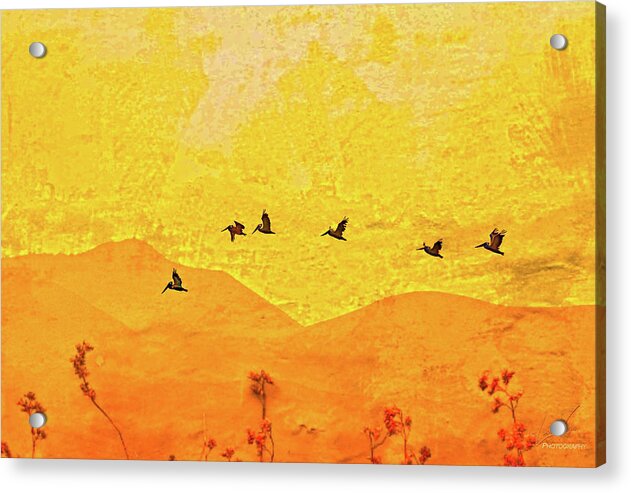 Orange bakcground and flying birds - Acrylic Print