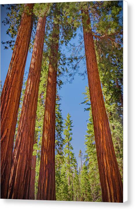 Perfect angle of Pines and Sequoias in a Forest - Canvas Print