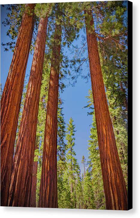Perfect angle of Pines and Sequoias in a Forest - Canvas Print