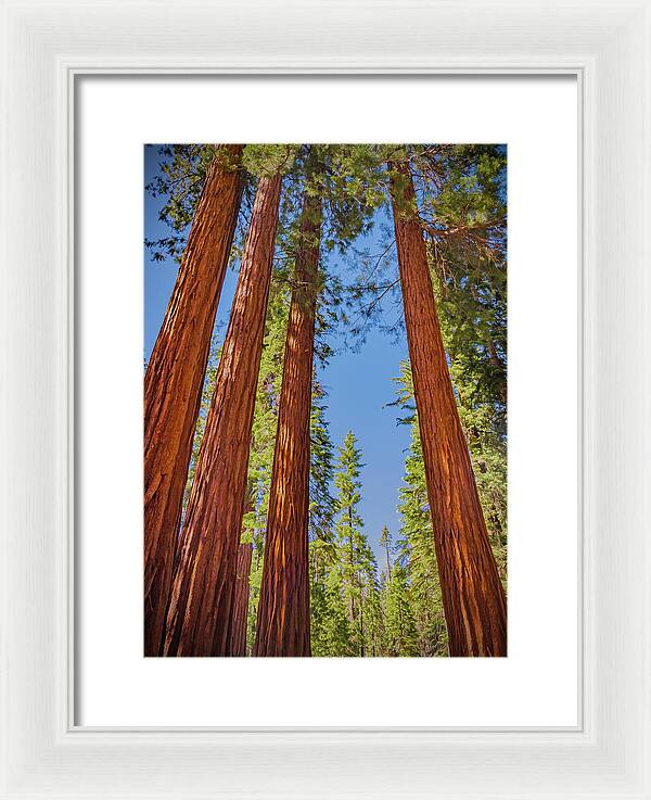Perfect angle of Pines and Sequoias in a Forest - Framed Print