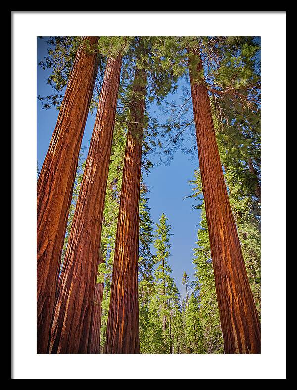 Perfect angle of Pines and Sequoias in a Forest - Framed Print