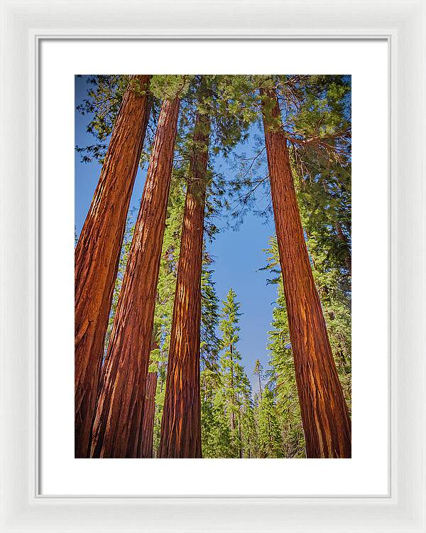 Perfect angle of Pines and Sequoias in a Forest - Framed Print