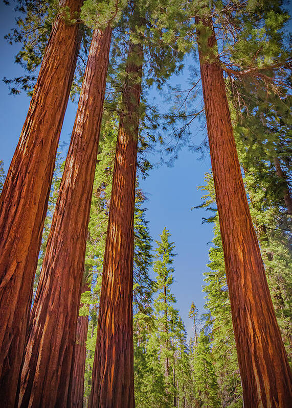 Perfect angle of Pines and Sequoias in a Forest - Art Print